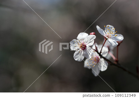 Branches of flowering sand cherry tree covered in white blossoms Branches of flowering sand cherry tree covered in white blossoms 109112349