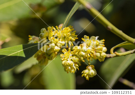 The laurel is noble with yellow flowers in spring. Greek laurel or sweet real laurel is a fragrant evergreen tree or a large shrub with green leaves The laurel is noble with yellow flowers in spring. Greek laurel or sweet real laurel is a fragrant evergreen tree or a large shrub with green leaves 109112351