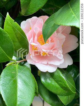 Beautiful camellia flower Beautiful camellia flower 109112356
