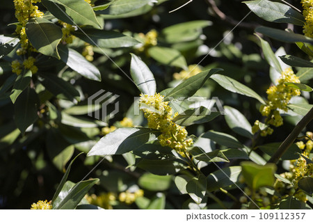The laurel is noble with yellow flowers in spring. Greek laurel or sweet real laurel is a fragrant evergreen tree or a large shrub with green leaves The laurel is noble with yellow flowers in spring. Greek laurel or sweet real laurel is a fragrant evergreen tree or a large shrub with green leaves 109112357