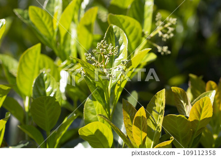Phillyrea young green leaves and white buds, selective focus. Background of green leaves in spring Phillyrea young green leaves and white buds, selective focus. Background of green leaves in spring 109112358