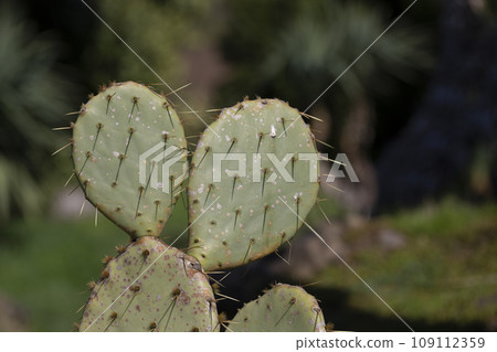 Close up Prickly pear, also called Nopal, Opuntia ficus-indica, Indian Fig Opuntia or barbary fig. It is a cactus with edible round fruits with prickles called tuna Close up Prickly pear, also called Nopal, Opuntia ficus-indica, Indian Fig Opuntia or barbary fig. It is a cactus with edible round fruits with prickles called tuna 109112359
