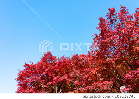 Clear autumn sky and bright red maple leaves 109112743