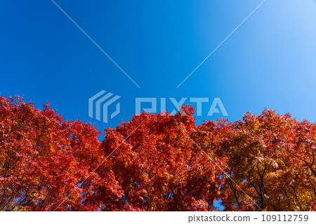 秋日晴朗的天空和鮮紅的楓葉 109112759