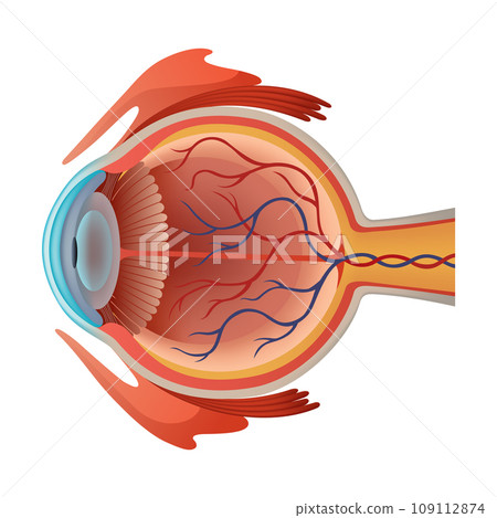Human eye anatomy infographics with inside structure realistic vector poster illustration Human eye anatomy infographics with inside structure realistic vector poster illustration 109112874