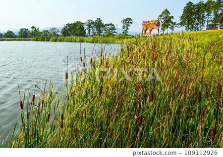 Landscape of the pond and growing reeds on the background of a tiger made of wood on a summer day 109112926