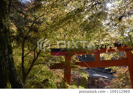 Kifune Shrine Torii gate and maple trees at the entrance to the main shrine approach 109112969