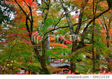 Autumn leaves of Eikan-do Autumn leaves of Eikan-do 109113119