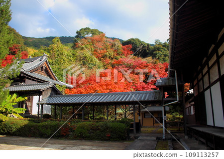Kojuzan Fukujuji Temple in Kitakyushu City and maple leaves with beautiful autumn leaves [Entrance gate] 109113257