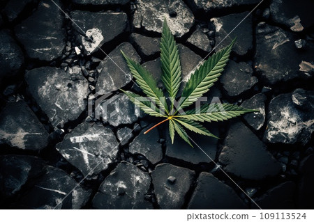 Marijuana leaf on black and cracked burnt earth. Marijuana leaf on black and cracked burnt earth. 109113524