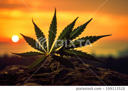 Silhouette of a marijuana bush at sunrise. Silhouette of a marijuana bush at sunrise. 109113528
