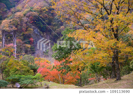 丹澤湖的秋葉充滿活力 109113690