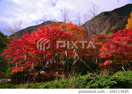 Vibrant autumn leaves at Lake Tanzawa 109113695