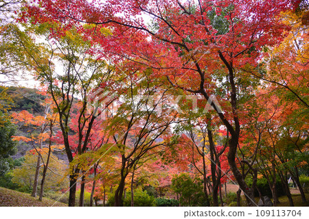 Vibrant autumn leaves at Lake Tanzawa 109113704