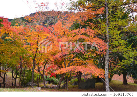 Vibrant autumn leaves at Lake Tanzawa Vibrant autumn leaves at Lake Tanzawa 109113705