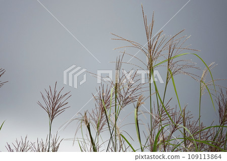 Ears of pampas grass and cloudy autumn sky Ears of pampas grass and cloudy autumn sky 109113864