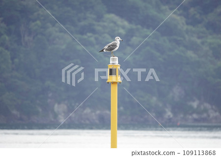A black-tailed black-tailed gull perches on a lighthouse in the sea 109113868