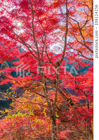 Autumn Oidaira Park <Toyota City, Aichi Prefecture> Autumn Oidaira Park <Toyota City, Aichi Prefecture> 109114156