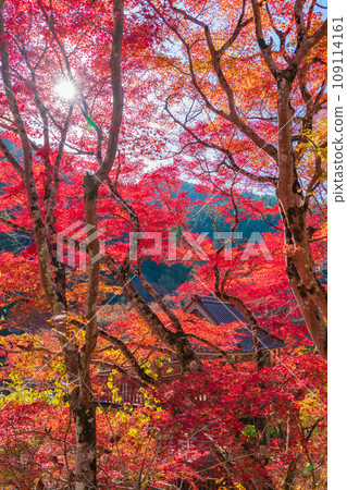 Autumn Oidaira Park <Toyota City, Aichi Prefecture> 109114161