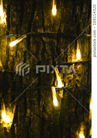 trees and lights 109114320