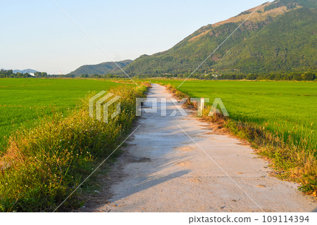 Concrete road among rice fields in Vietnam Concrete road among rice fields in Vietnam 109114394