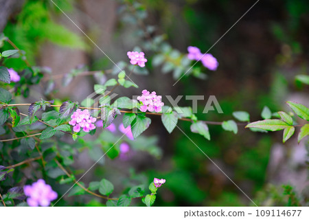Awada Shrine Awada Shrine 109114677