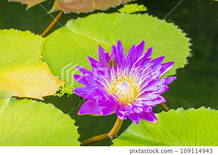 房子周圍鮮花盛開，各個季節，水生植物，初夏的微笑，美麗的花瓣，大片睡蓮 109114943