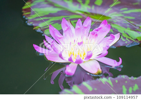 Flowers around the house, various seasons, aquatic plants, early summer smiles, beautiful petals, large water lilies 109114957