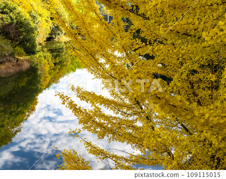 Mt. Shigi dam lake and ginkgo tree 109115015