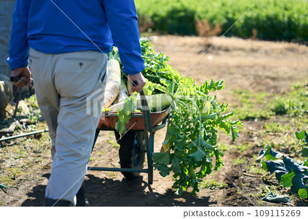 A man carrying harvested radish 109115269