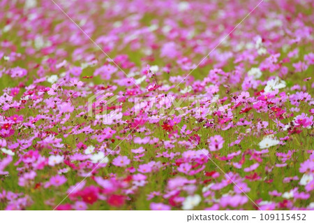Cosmos blooming in a rural rice field Cosmos blooming in a rural rice field 109115452