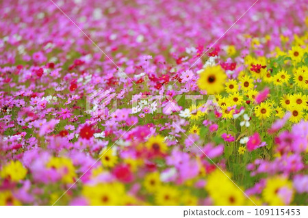 Cosmos blooming in a rural rice field Cosmos blooming in a rural rice field 109115453