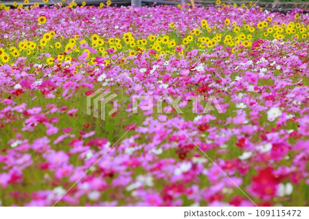 Cosmos blooming in a rural rice field Cosmos blooming in a rural rice field 109115472