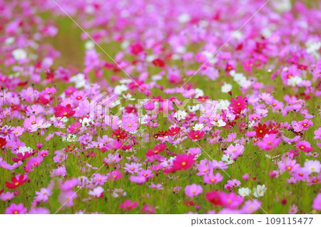 農村稻田裡盛開的波斯菊 109115477