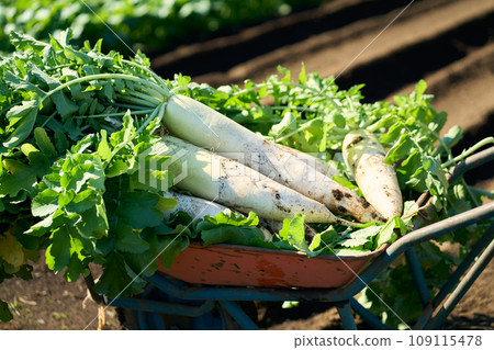 收穫的蘿蔔 109115478