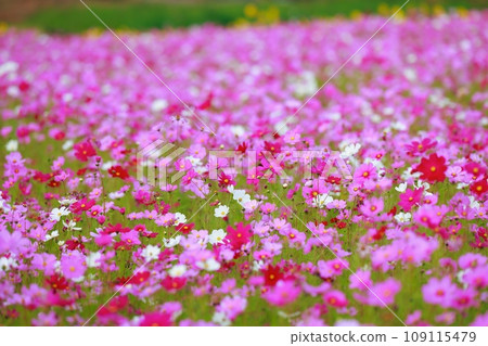 Cosmos blooming in a rural rice field 109115479