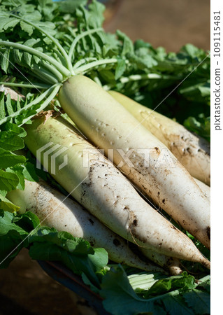 收穫的蘿蔔 收穫的蘿蔔 109115481