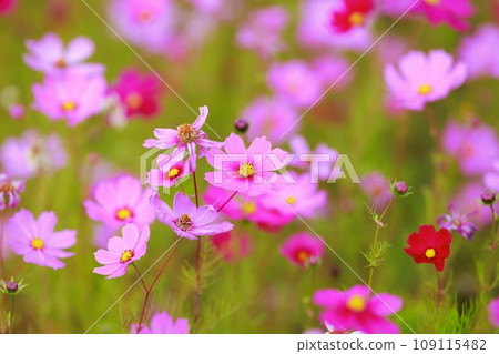 農村稻田裡盛開的波斯菊 109115482