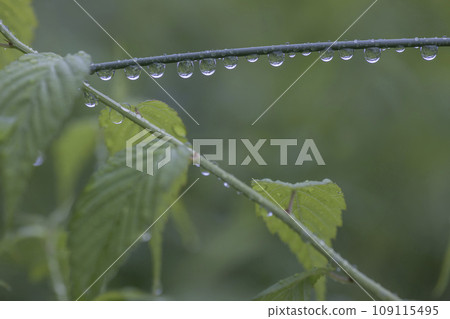 Scenery of raindrops on the branches after the rain in June - 3 Scenery of raindrops on the branches after the rain in June - 3 109115495
