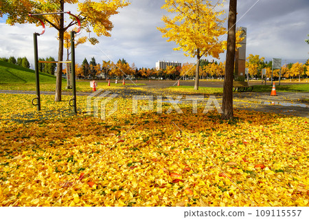 雨後的秋葉/銀杏農業試驗園 雨後的秋葉/銀杏農業試驗園 109115557