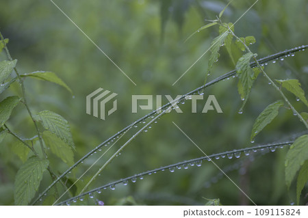 Scenery of raindrops on the branches after the rain in June - 10 109115824