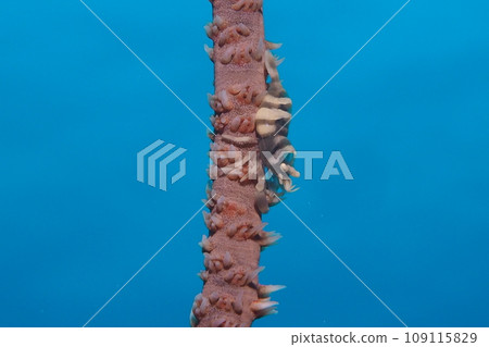 Muchikaramatsu shrimp Okinawa sea underwater photograph Muchikaramatsu shrimp Okinawa sea underwater photograph 109115829