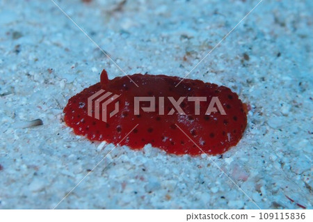 Strawberry jam sea slug Okinawa sea underwater photo Strawberry jam sea slug Okinawa sea underwater photo 109115836