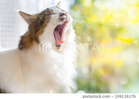 可愛的長毛貓 109116176