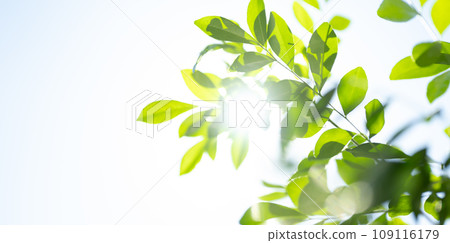 綠葉 綠葉 109116179
