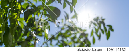 綠葉 綠葉 109116182