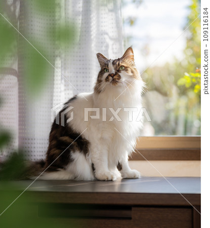 cute cat with long hair 109116184