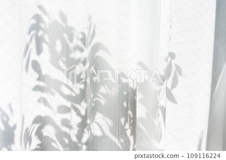 curtain, silhouette, silhouetted 109116224