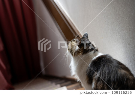 Stairy cat 109116236