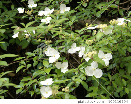 Kogakutsugi blooming in Higotai Park, Tajiri, Yamamura, Aso District, Kumamoto Prefecture Kogakutsugi blooming in Higotai Park, Tajiri, Yamamura, Aso District, Kumamoto Prefecture 109116394